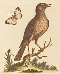 Brown Bird with a Butterfly (1743-51) print in high resolution by George Edwards.  