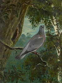 Stock Dove (1879) painting in high resolution by Bruno Liljefors . Original from The Thiel Gallery. 