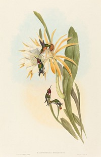 Calothorax heliodori print in high resolution by John Gould (1804–1881) and Henry Constantine Richter (1821-1902).  