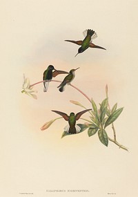 Callipharus nigriventris (Black-bellied Hummingbird). print in high resolution by John Gould (1804–1881) and William Matthew Hart (1830-1908).  