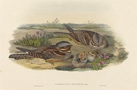 Caprimulgus europaeus (Nightjar) print in high resolution by John Gould (1804–1881) and Henry Constantine Richter (1821-1902).  