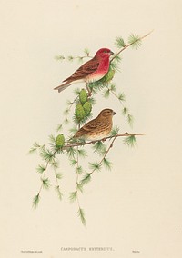 Carpodacus erythrinus (Common Rose Finch) print in high resolution by John Gould (1804–1881) and Henry Constantine Richter (1821-1902).  