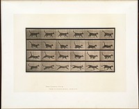 Animal locomotion. Plate 716 (ca.1887) photography in high resolution by Eadweard Muybridge. Original from Boston Public Library.  