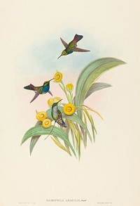 Damophila amabilis (Blue-breasted Hummingbird) print in high resolution by John Gould (1804–1881) and Henry Constantine Richter (1821-1902).  