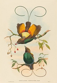 Diphyllodes chrysoptera (Magnificent Bird of Paradise) print in high resolution by John Gould (1804–1881) and William Matthew Hart (1830-1908).  