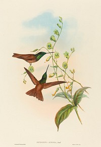 Diphogena aurora (Gould's Rainbow) print in high resolution by John Gould (1804–1881) and Henry Constantine Richter (1821-1902).  