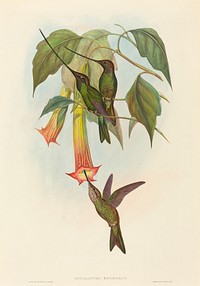 Docimastes ensiferus (Sword-billed Hummingbird) print in high resolution by John Gould (1804&ndash;1881) and Henry Constantine Richter (1821-1902).  