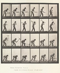 Animal Locomotion. An Electro-Photographic Investigation... of Animal Movements (1880) photography in high resolution by Eadweard Muybridge.  