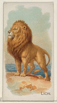 Lion from the Quadrupeds series N21 for Allen & Ginter Cigarettes (1890) by Allen & Ginter. 