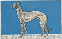 Greyhound (1912) print in high resolution by Moriz Jung.  