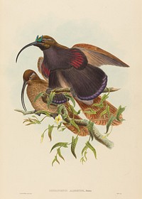 Drepanornis albertisi (Black-billed Sicklebill Bird of Paradise) print in high resolution by John Gould (1804&ndash;1881) and William Matthew Hart (1830-1908).  