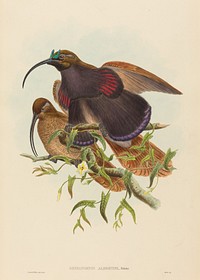 Drepanornis albertisi (Black-billed Sicklebill Bird of Paradise) print in high resolution by John Gould (1804–1881) and William Matthew Hart (1830-1908).  