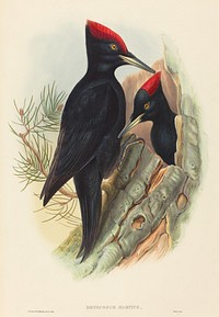 Great Black Woodpecker (Dryocopus martius) print in high resolution by John Gould (1804–1881) and Henry Constantine Richter (1821-1902).  