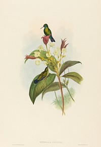 Eucephala caerulea (Blue-chinned Sapphire) print in high resolution by John Gould (1804–1881) and Henry Constantine Richter (1821-1902).  