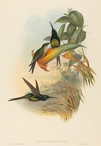 Eugenia imperatrix (Empress Hummingbird) print in high resolution by John Gould (1804–1881) and Henry Constantine Richter (1821-1902).  