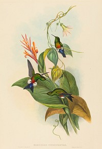 Eriocnemis cupreiventris (Coppery-vented Puff-Leg) print in high resolution by John Gould (1804–1881) and Henry Constantine Richter (1821-1902).  