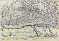 Felled Tree, Normandy (1898) drawing in high resolution by Georges Lacombe.