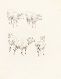 Five Sheep by Robert Hills (1769 –1844).  