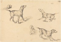 Five Studies of a French Pointer (1825–1826) by Richard Parkes Bonington.  