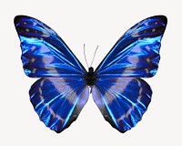 Morphidae butterfly, animal collage element psd