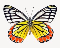 Butterfly animal collage element psd