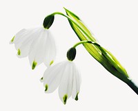 Snowdrop flowers collage element psd