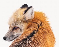 Red fox image, isolated on white