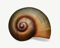 Snail shell  collage element psd