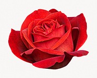 Red rose collage element, isolated  image