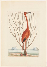 Flamingo (1731–1743) print in high resolution by Mark Catesby. Original from the Original from the Minneapolis Institute of Art.