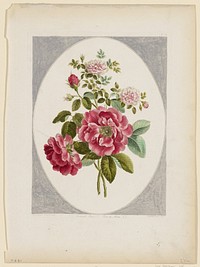 Flower Print No. 21: Damask Rose, No. 1; Rose de Meux, No. 2, (1787) in high resolution by John Edwards.  