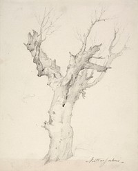 Vanha puu, 1845 - 1855 by Anders Ekman