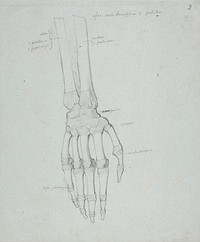 Tutkielma oikean käden luista by Robert Wilhelm Ekman