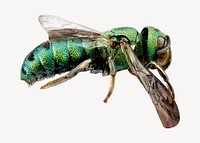 Green wasp collage element, isolated image psd