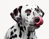 Dalmatian tongue out, pet animal psd