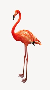 Flamingo bird collage element, isolated image psd