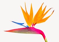 Bird of paradise flower collage element psd