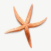 Orange starfish collage element, isolated image psd