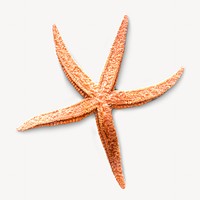 Orange starfish collage element, isolated image