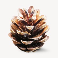 Pine cone collage element psd