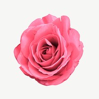 Pink rose collage element, isolated image psd