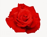 Red rose, isolated flower image