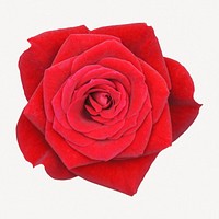  Red rose  collage element psd