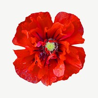 Red poppy collage element, isolated image psd