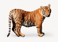 Tiger, wild animal psd