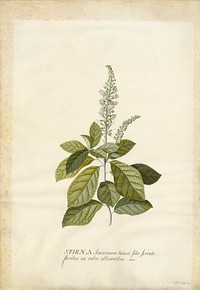 Spiraea; Georg Dionysius Ehret (German, 1708 - 1770)