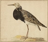 Standing Ruff; Gerardus van Veen (Dutch, about 1620 - about 1683)