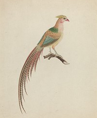 Golden Pheasant (Chrysolophus pictus), (c. 1801) by British 18th Century.  