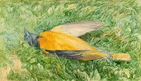 Golden Robin (Northern Oriole), (1866) by John Henry Hill.  