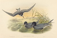 Hydrochelidon nigra print in high resolution by John Gould (1804–1881) and Henry Constantine Richter (1821-1902).  